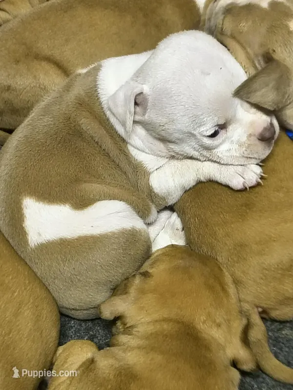 Piebald fawn female – American Bully puppy for sale in Lexington, KY