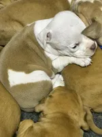 Piebald fawn female, a female American Bully for sale in Lexington, KY – Photo 1 of 3