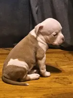 Piebald fawn female, a female American Bully for sale in Lexington, KY – Photo 2 of 3