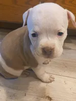 Piebald fawn female, a female American Bully for sale in Lexington, KY – Photo 3 of 3