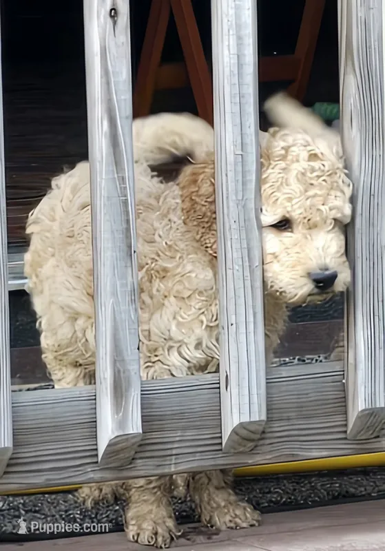 Pumpkin – Goldendoodle puppy for sale in Russell, MA