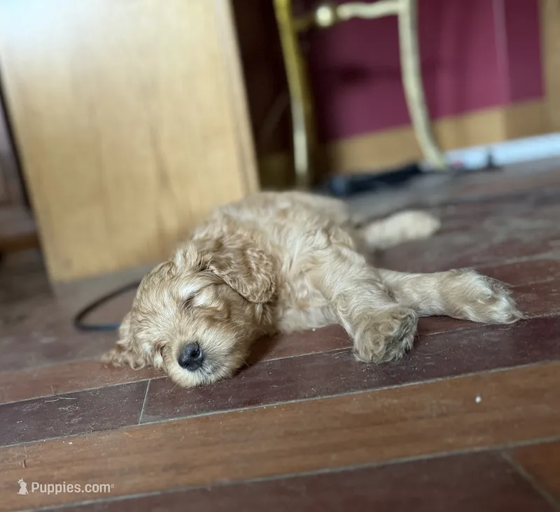 Pretty Boy – Goldendoodle puppy for sale in Russell, MA