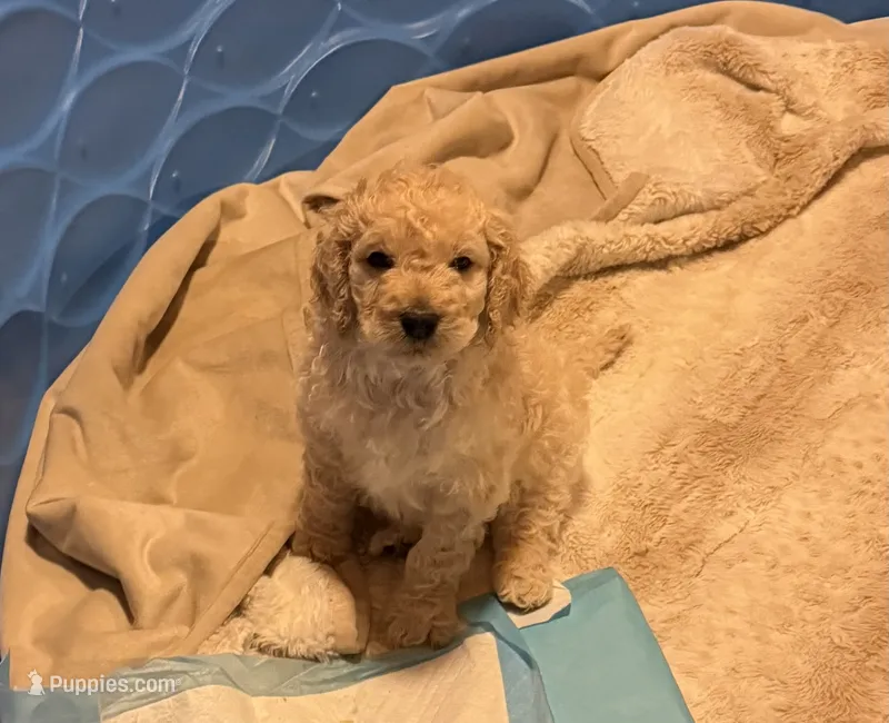 Muffin – Goldendoodle puppy for sale in Russell, MA
