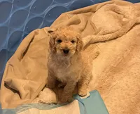 Muffin, a male Goldendoodle for sale in Russell, MA – 2 of 3