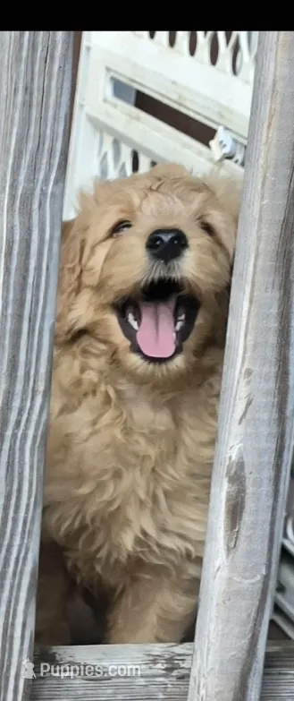 Pretty Boy – Goldendoodle puppy for sale in Russell, MA