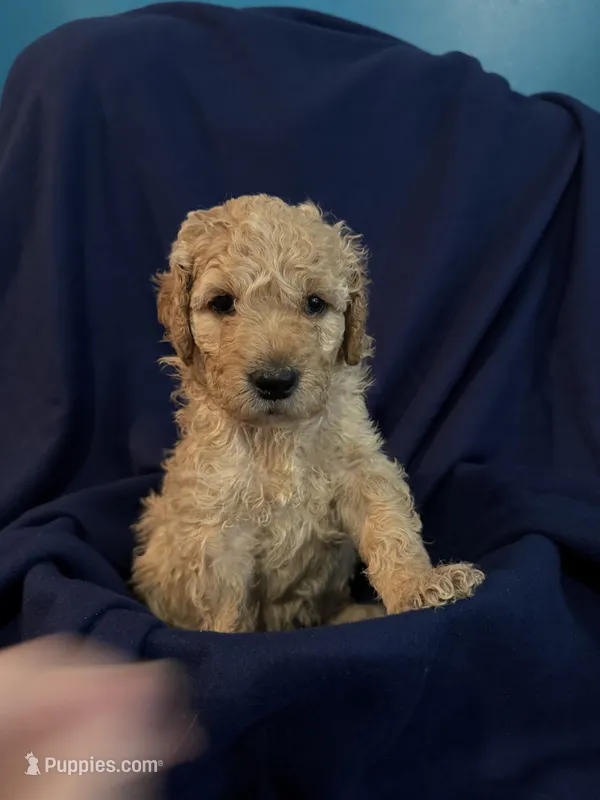 Pumpkin – Goldendoodle puppy for sale in Russell, MA