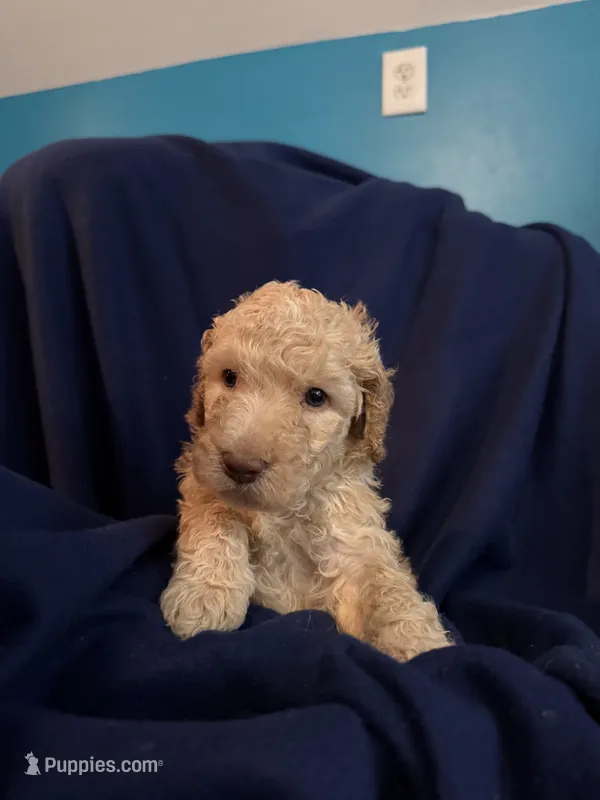Indi – Goldendoodle puppy for sale in Russell, MA