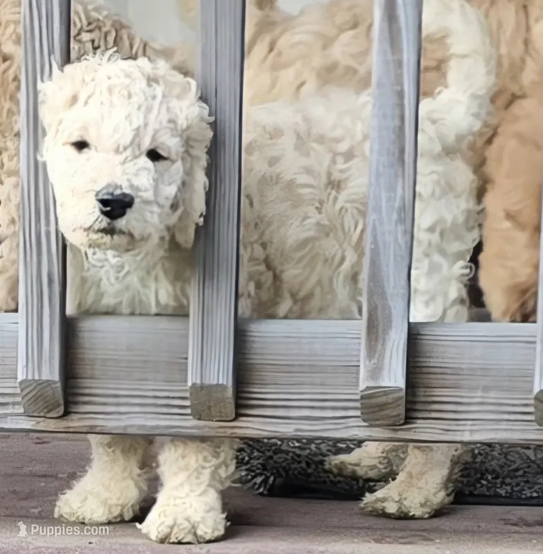 Muffin – Goldendoodle puppy for sale in Russell, MA