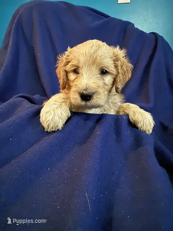 Kiwi – Goldendoodle puppy for sale in Russell, MA