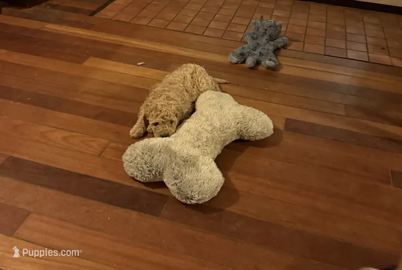 Pumpkin – Goldendoodle puppy for sale in Russell, MA