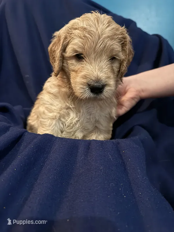 Vidia – Goldendoodle puppy for sale in Russell, MA