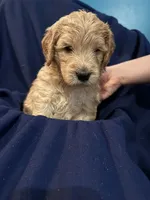 Vidia, a female Goldendoodle for sale in Russell, MA – 1 of 1