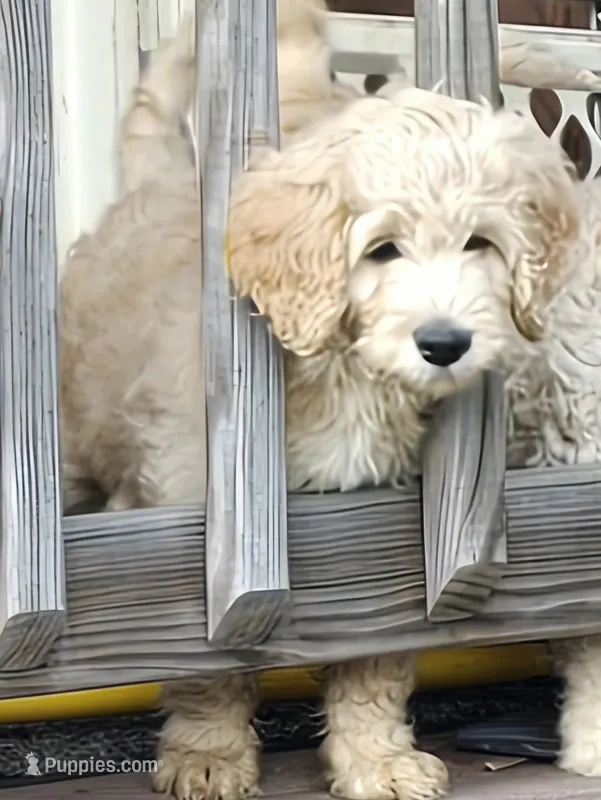 Kiwi – Goldendoodle puppy for sale in Russell, MA