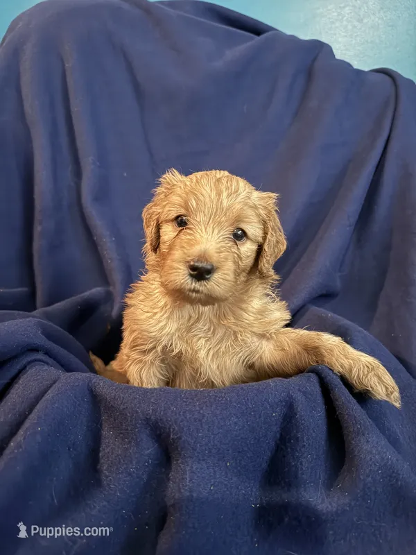 Pretty Boy – Goldendoodle puppy for sale in Russell, MA