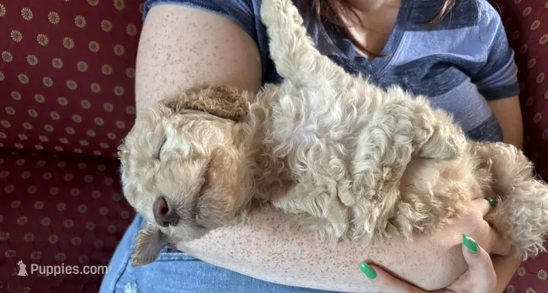 Indi – Goldendoodle puppy for sale in Russell, MA