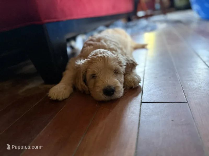 Vidia – Goldendoodle puppy for sale in Russell, MA