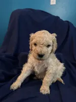 Muffin, a male Goldendoodle for sale in Russell, MA – 1 of 1