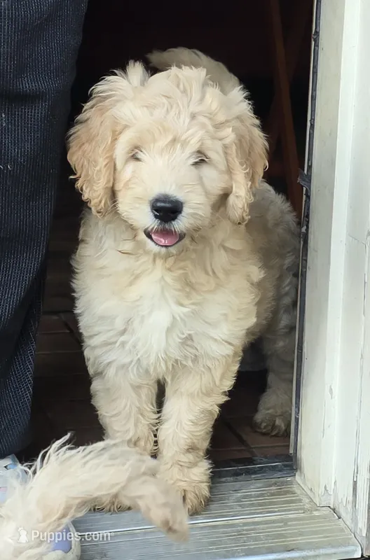 Vidia – Goldendoodle puppy for sale in Russell, MA