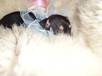 dexter, a male Chihuahua for sale in Jackson, MS – Photo 3 of 3