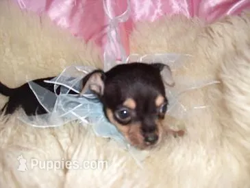 dexter – Chihuahua puppy for sale in Jackson, MS