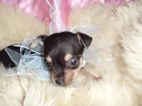 dexter, a male Chihuahua for sale in Jackson, MS – Photo 2 of 3