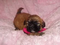 ABBEY, a female Shih Tzu for sale in Jackson, MS – 3 of 3
