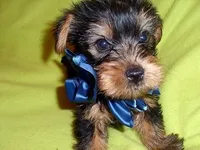 TEDDY, a male Yorkshire Terrier for sale in Jackson, MS – Photo 1 of 4