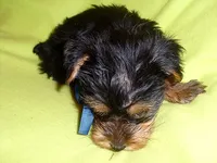 OLIVER, a male Yorkshire Terrier for sale in Jackson, MS – 2 of 3