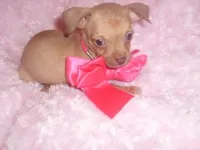 gucci, a female Chihuahua for sale in Jackson, MS – Photo 1 of 4