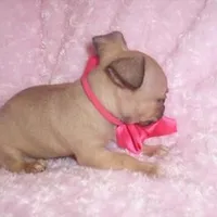 gucci, a female Chihuahua for sale in Jackson, MS – Photo 3 of 4