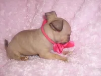 gucci, a female Chihuahua for sale in Jackson, MS – Photo 3 of 4