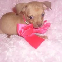 gucci, a female Chihuahua for sale in Jackson, MS – Photo 4 of 4