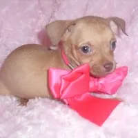 gucci, a female Chihuahua for sale in Jackson, MS – Photo 2 of 4