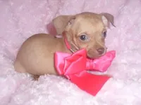 gucci, a female Chihuahua for sale in Jackson, MS – Photo 2 of 4