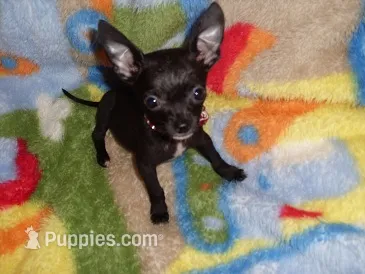 molly – Chihuahua puppy for sale in Jackson, MS