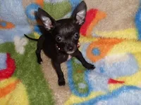 molly, a female Chihuahua for sale in Jackson, MS – 1 of 4