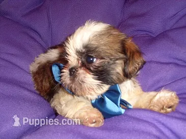 BUSTER, a male Shih Tzu for sale in Jackson, MS – 1 of 3