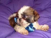BUSTER, a male Shih Tzu for sale in Jackson, MS – 1 of 3