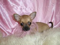 PRINCESS, a female Chihuahua for sale in Jackson, MS – Photo 2 of 4