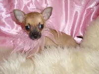 PRINCESS, a female Chihuahua for sale in Jackson, MS – Photo 3 of 4