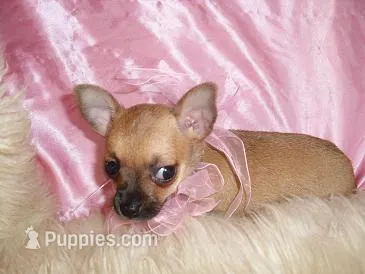 PRINCESS – Chihuahua puppy for sale in Jackson, MS
