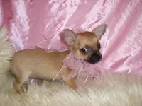PRINCESS, a female Chihuahua for sale in Jackson, MS – Photo 4 of 4