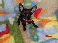 molly, a female Chihuahua for sale in Jackson, MS – 2 of 4
