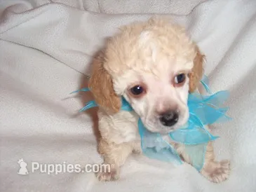 SMOKY – Poodle - Toy  puppy for sale in Jackson, MS