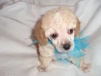 SMOKY, a male Poodle - Toy  for sale in Jackson, MS – 1 of 3