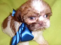 SCOOTER, a male Shih Tzu for sale in Jackson, MS – 2 of 3