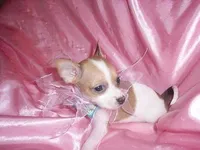 BUBBLES, a female Chihuahua for sale in Jackson, MS – Photo 2 of 4