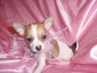 BUBBLES, a female Chihuahua for sale in Jackson, MS – Photo 4 of 4
