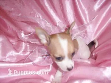 BUBBLES – Chihuahua puppy for sale in Jackson, MS