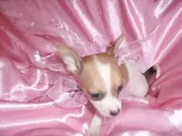 BUBBLES, a female Chihuahua for sale in Jackson, MS – Photo 1 of 4